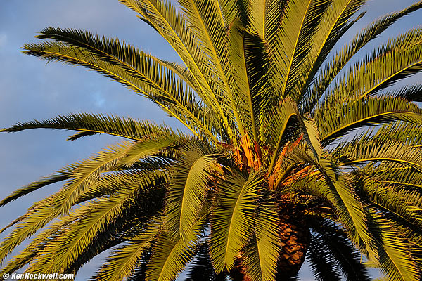 Deer, RP, 14 September 2014