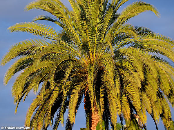 Deer, RP, 14 September 2014