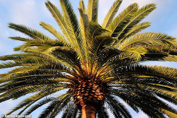 Deer, RP, 14 September 2014