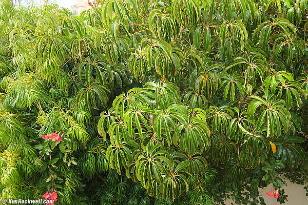 Star Plant 24 April 2012