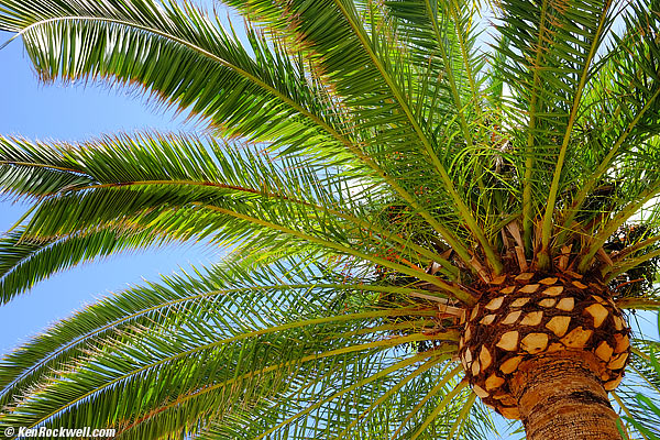 Canary Island Palm