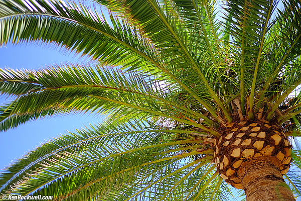 Canary Island Palm