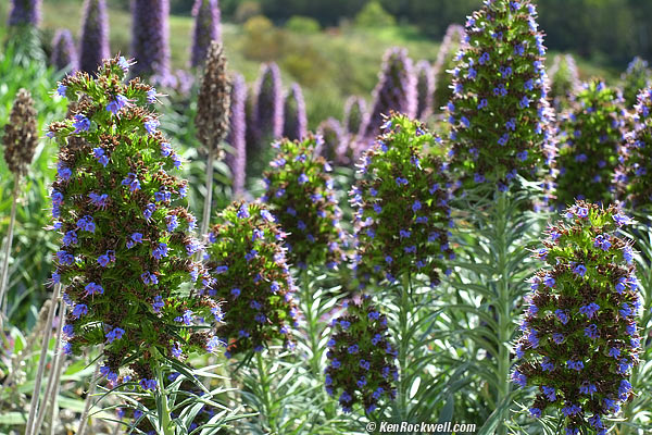 Fuji XF 35mm f/1.4 macro performance