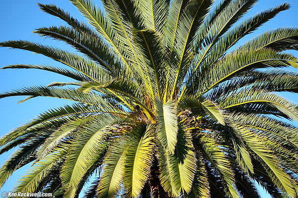 Palm, 14 January 2015