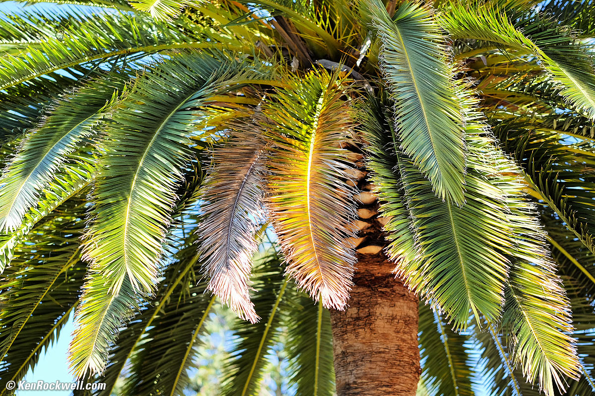 Fuji 90mm f/2 shot wide open