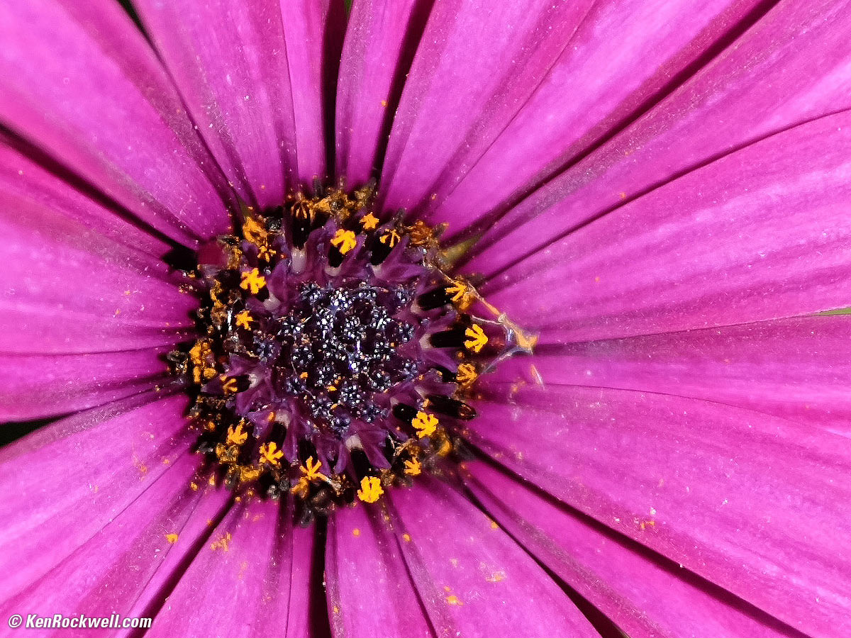 Fuji 90mm f/2 shot wide open