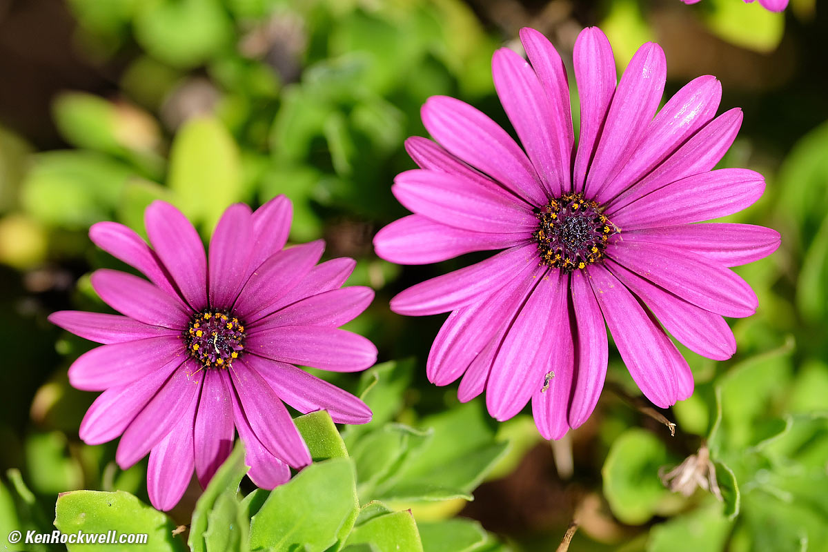 Fuji 90mm f/2 shot wide open