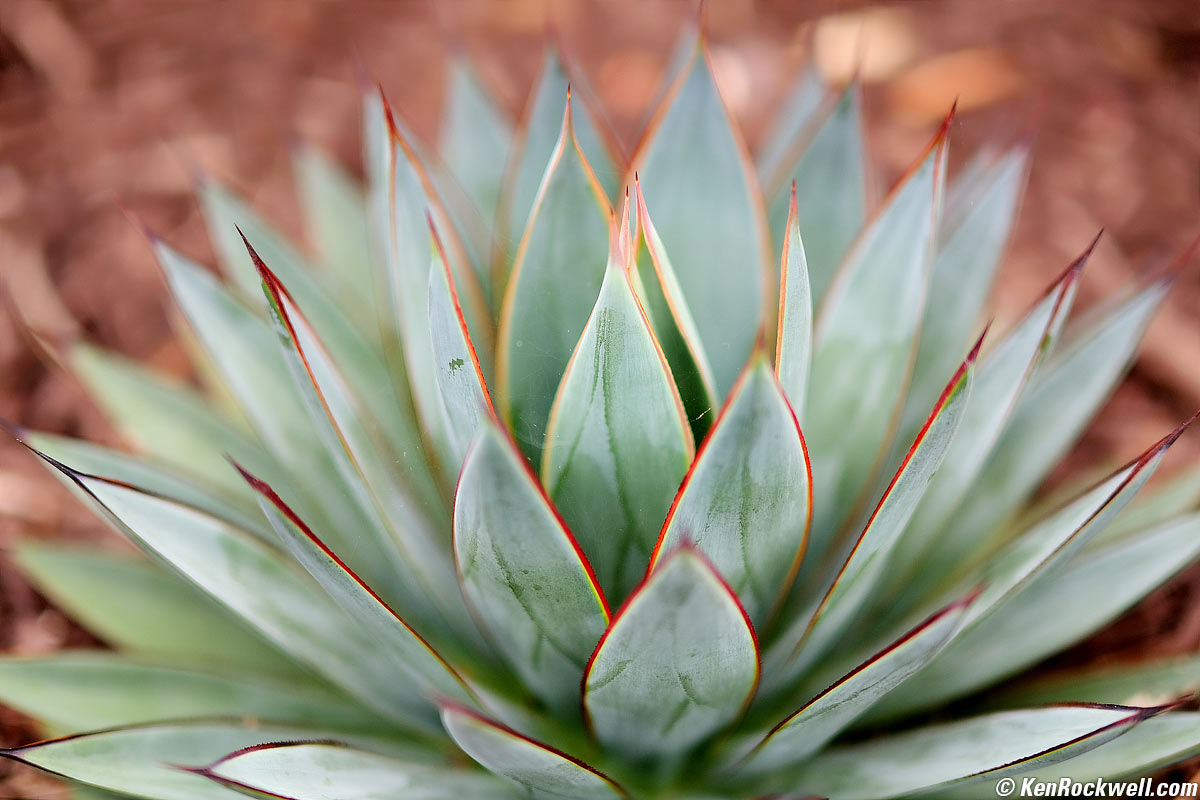 Fuji 50mm f/1.0 Sample Image File