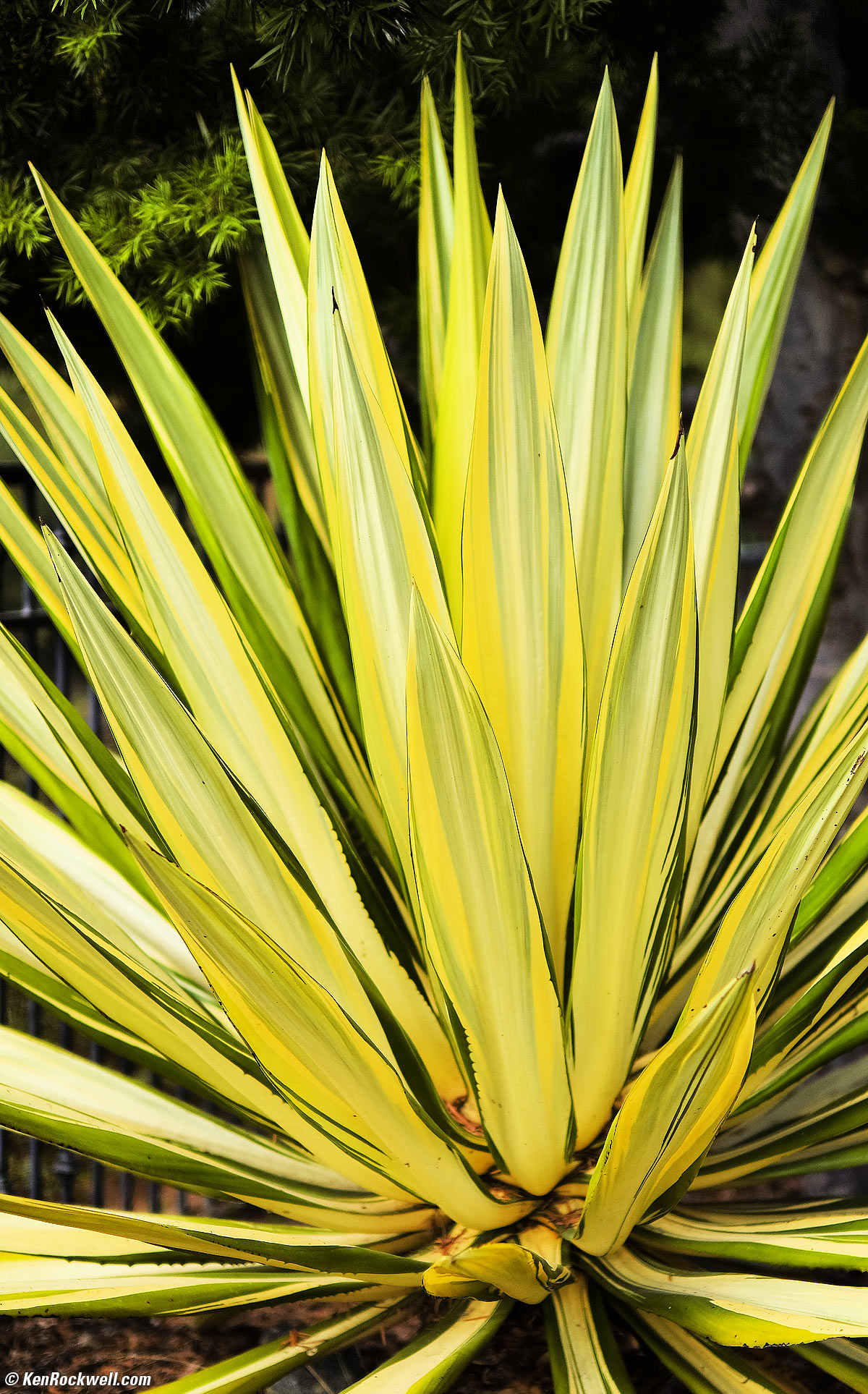 Fuji 50mm f/1.0 Sample Image File