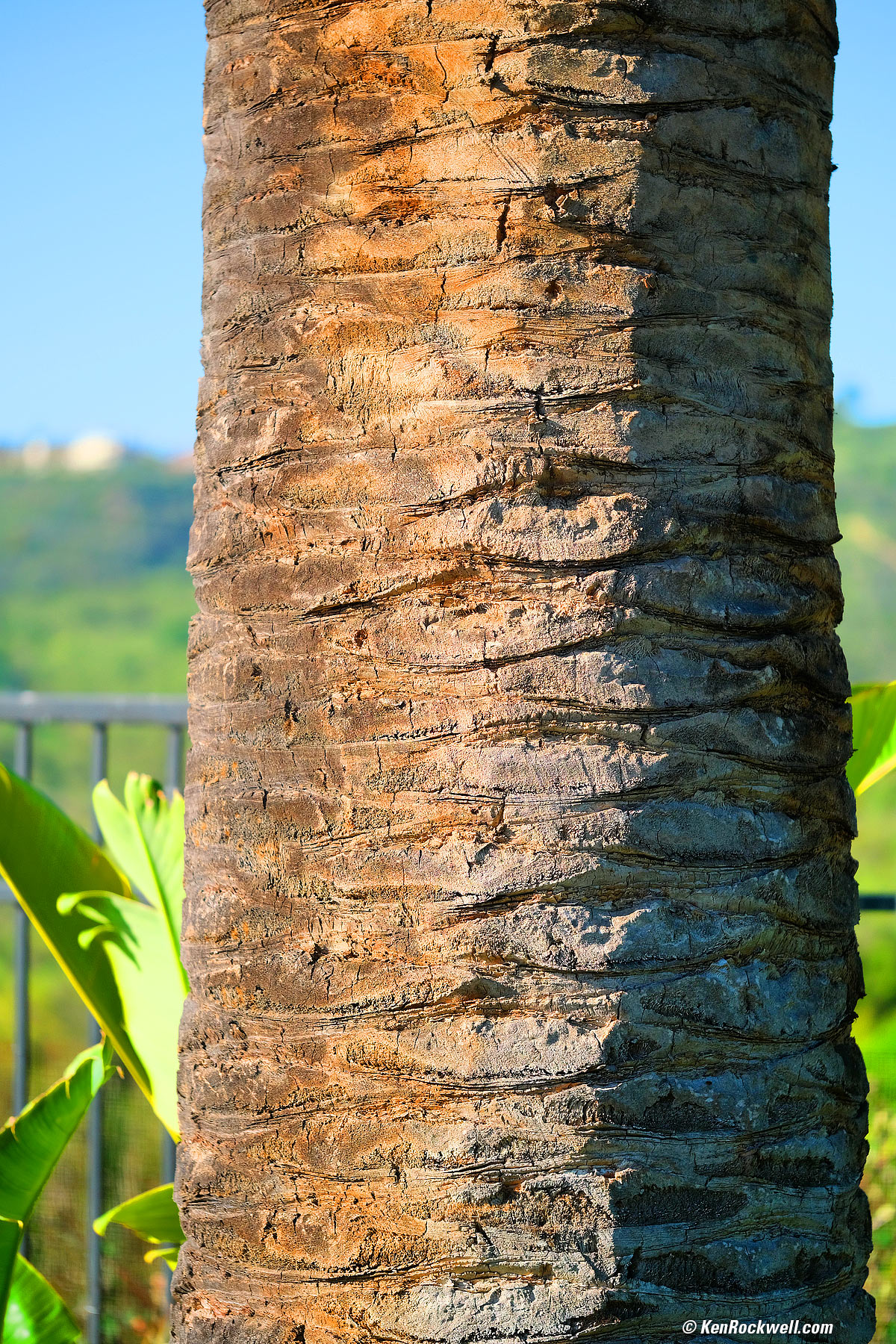 Canary Palm Trunk