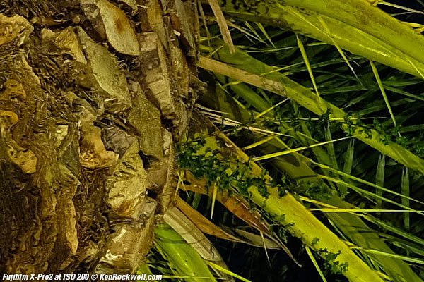 Fujifilm X-Pro2 High ISO Sample Images