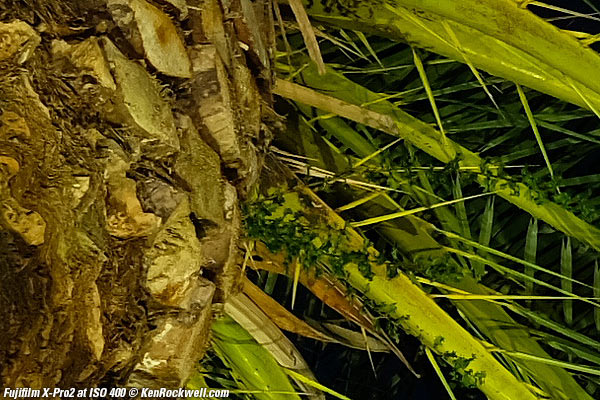 Fujifilm X-Pro2 High ISO Sample Images