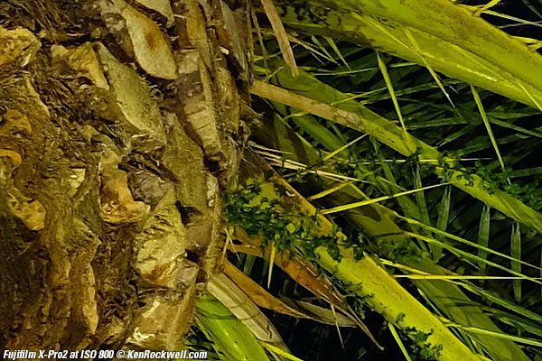 Fujifilm X-Pro2 High ISO Sample Images