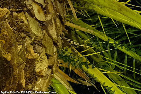 Fujifilm X-Pro2 High ISO Sample Images