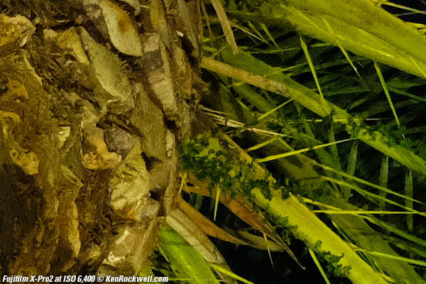 Fujifilm X-Pro2 High ISO Sample Images