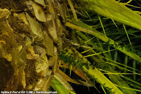 Fujifilm X-Pro2 High ISO Sample Images