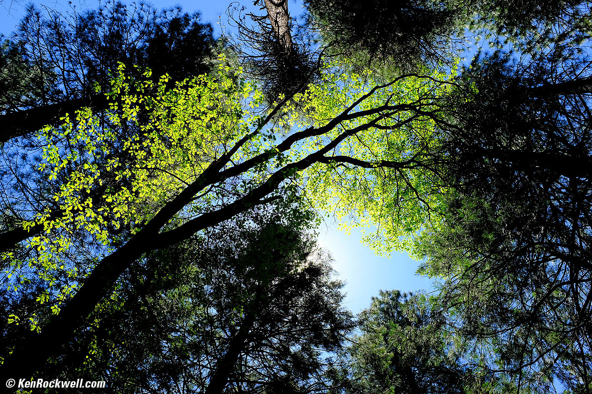 Fuji X100F Sharpness