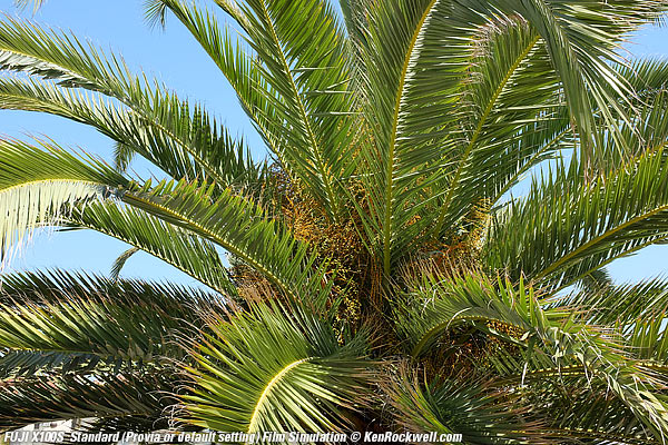 Fuji X100S Standard (Provia) Film Simulation mode