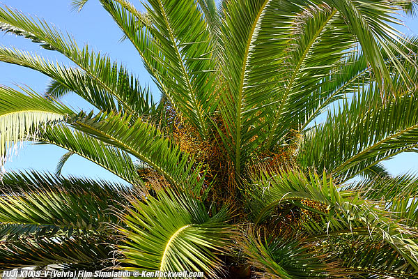 Fuji X100S Vivid V (Velvia) Film Simulation mode