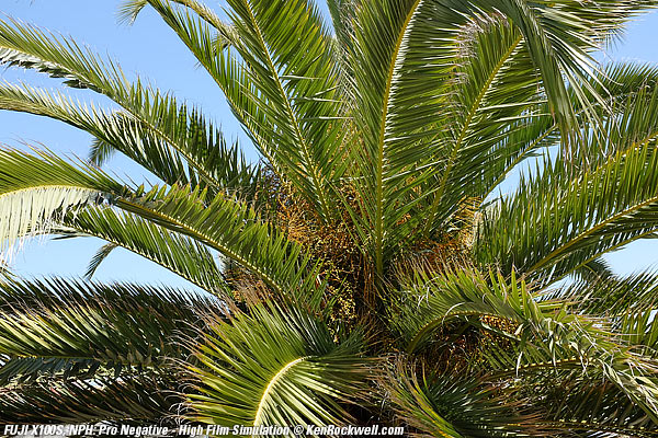 Fuji X100S Negative - high (NPH) Film Simulation mode