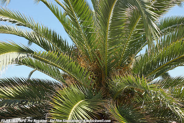 Fuji X100S Negative - Standard (NPS) Film Simulation mode