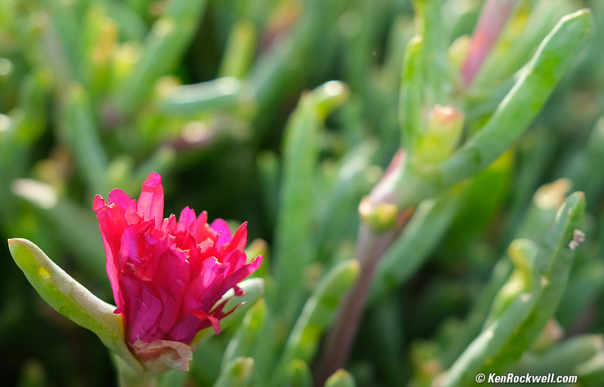 Magenta flower backlit on green