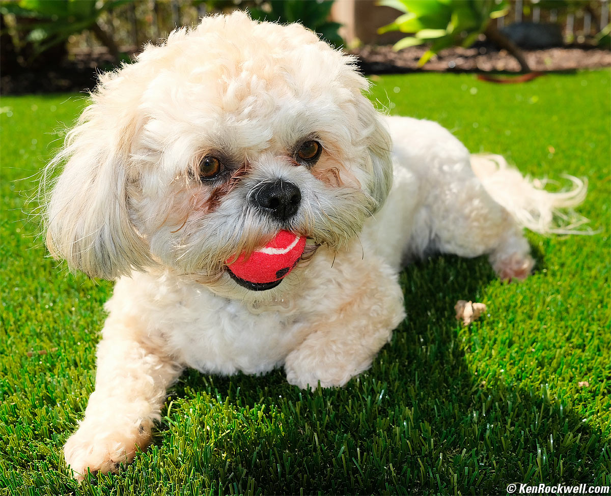 Magenta flower backlit on green