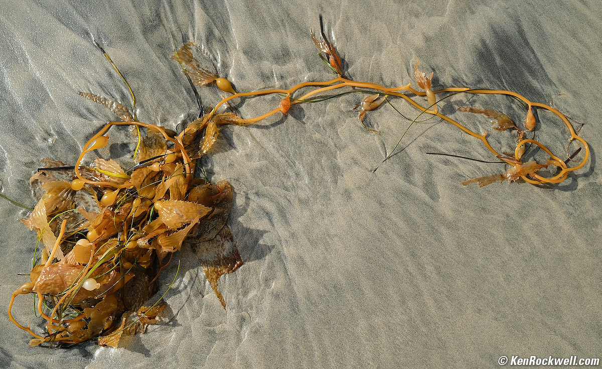 Kelp on wet sand