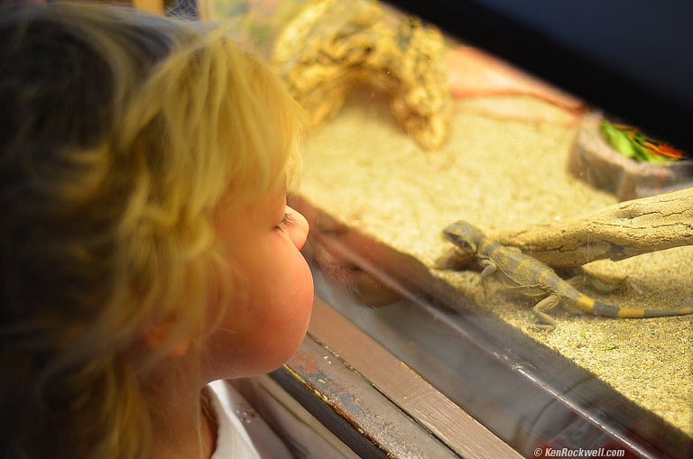 Katie meeting a Gecko at The Living Desert. 