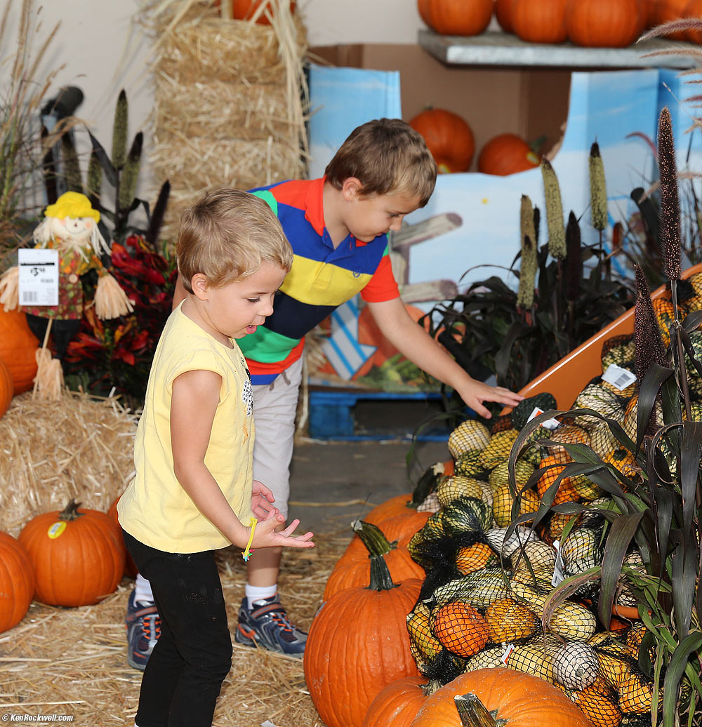 Pumpkin Shopping