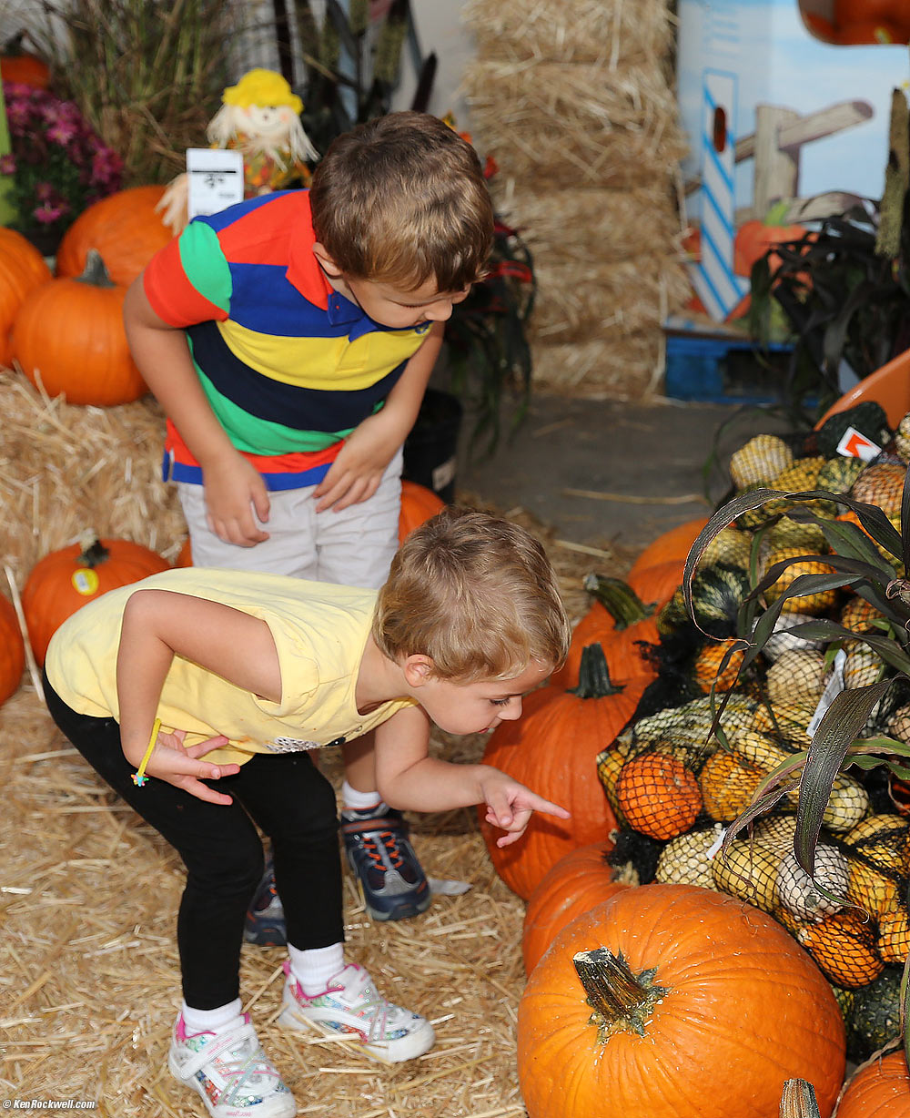 Pumpkin Shopping