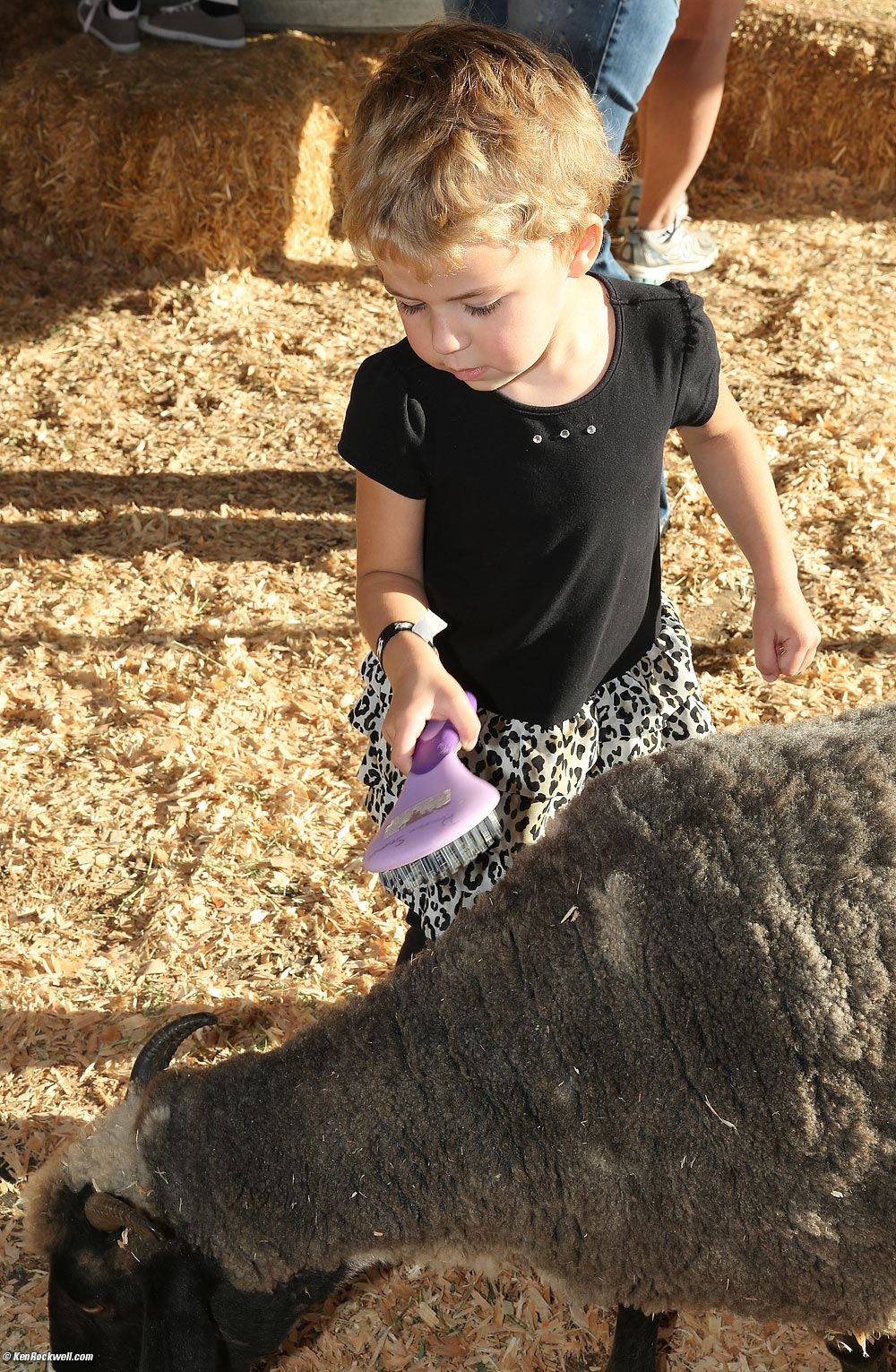 Katie brushing the goat.