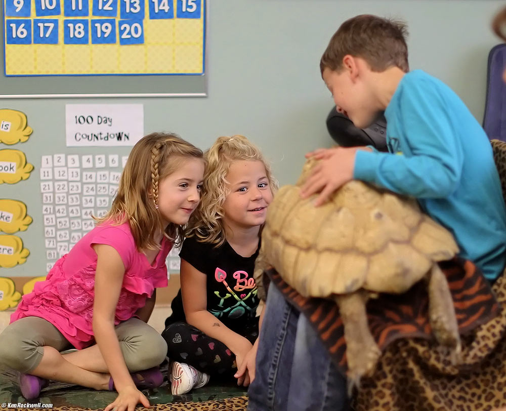 Little girl looks at a turtle