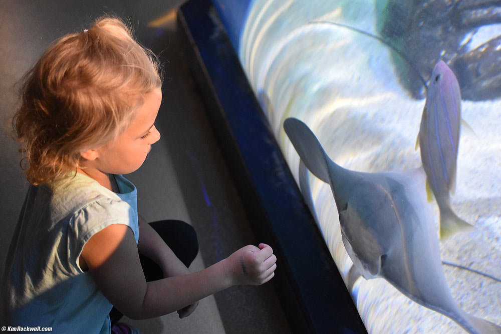 Katie and the Manta Ray