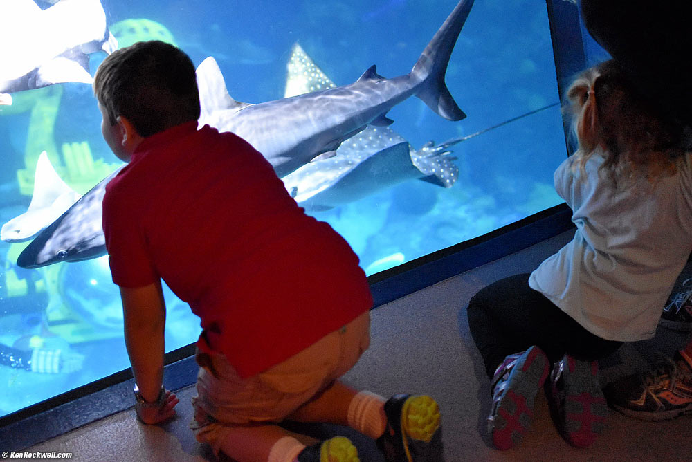 Ryan sees the shark while Katie winces