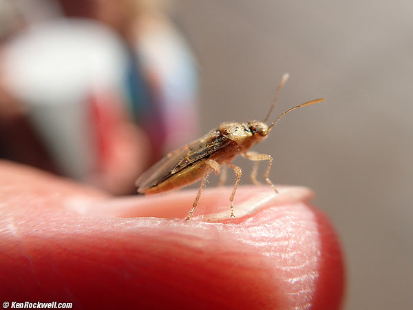 Olympus TG-4 microscope mode