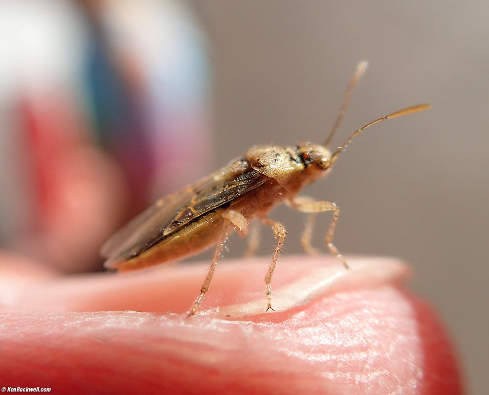 Olympus TG-4 microscope mode