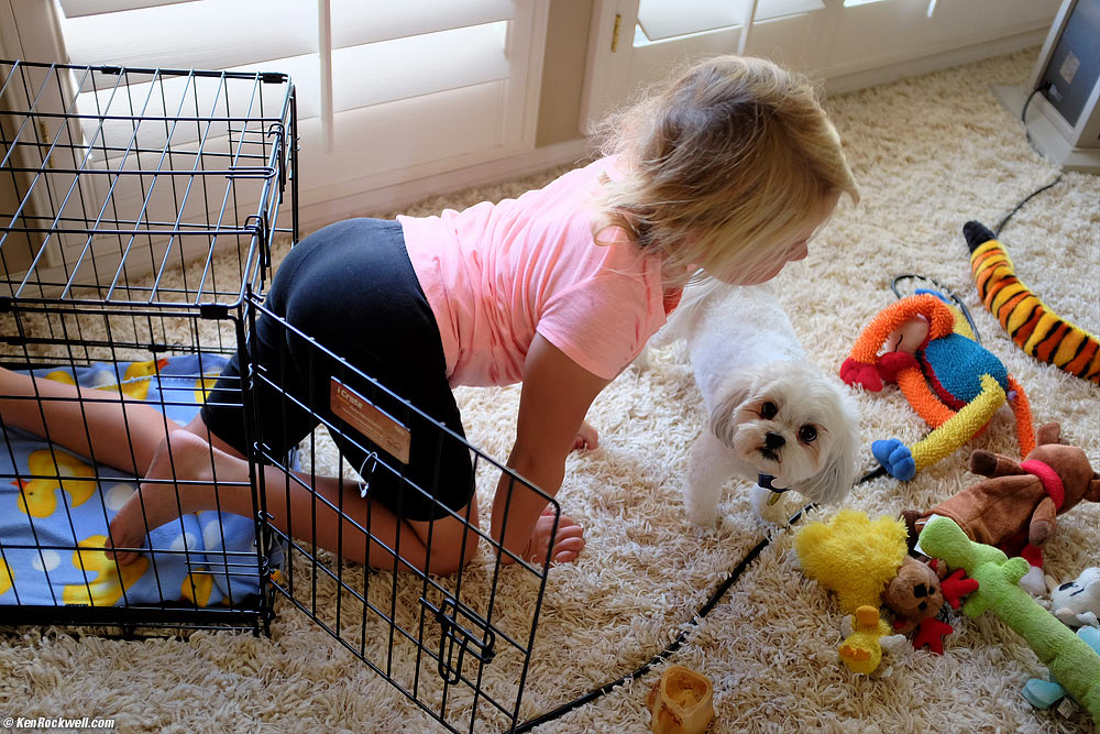 Sacha looks to me for help to figuring out what' s going on with her cage