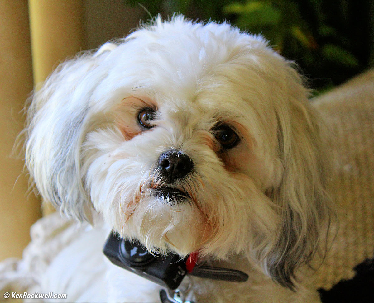 Sasha under house arrest