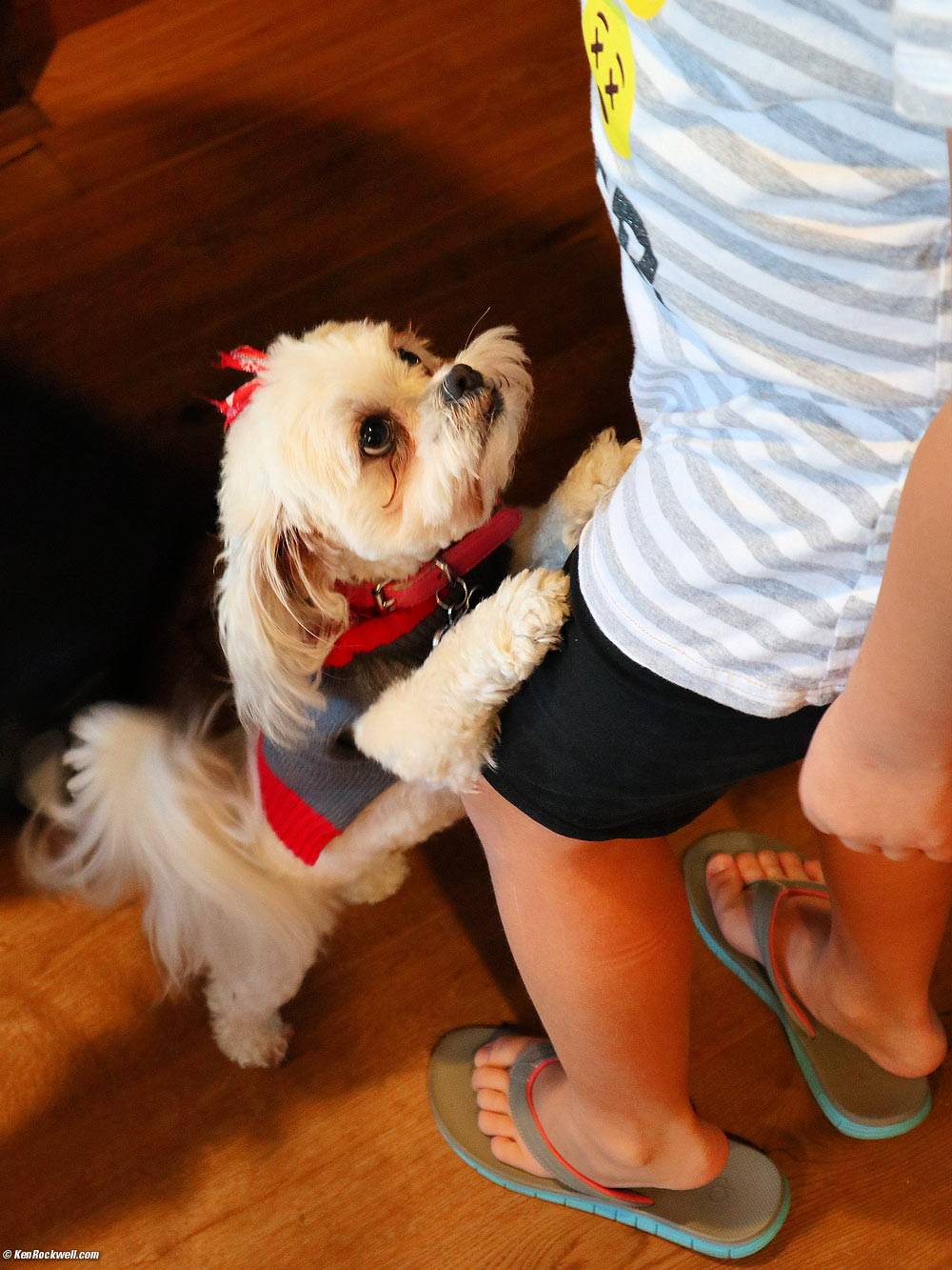 Katie dances with Sasha