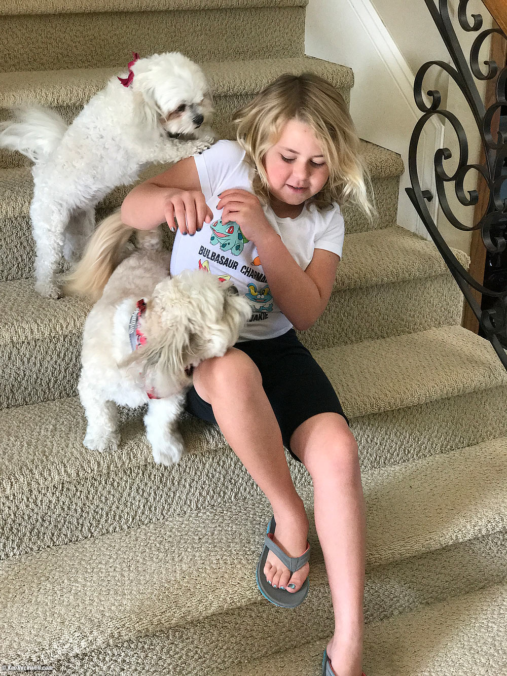 Katie and Noni's dogs