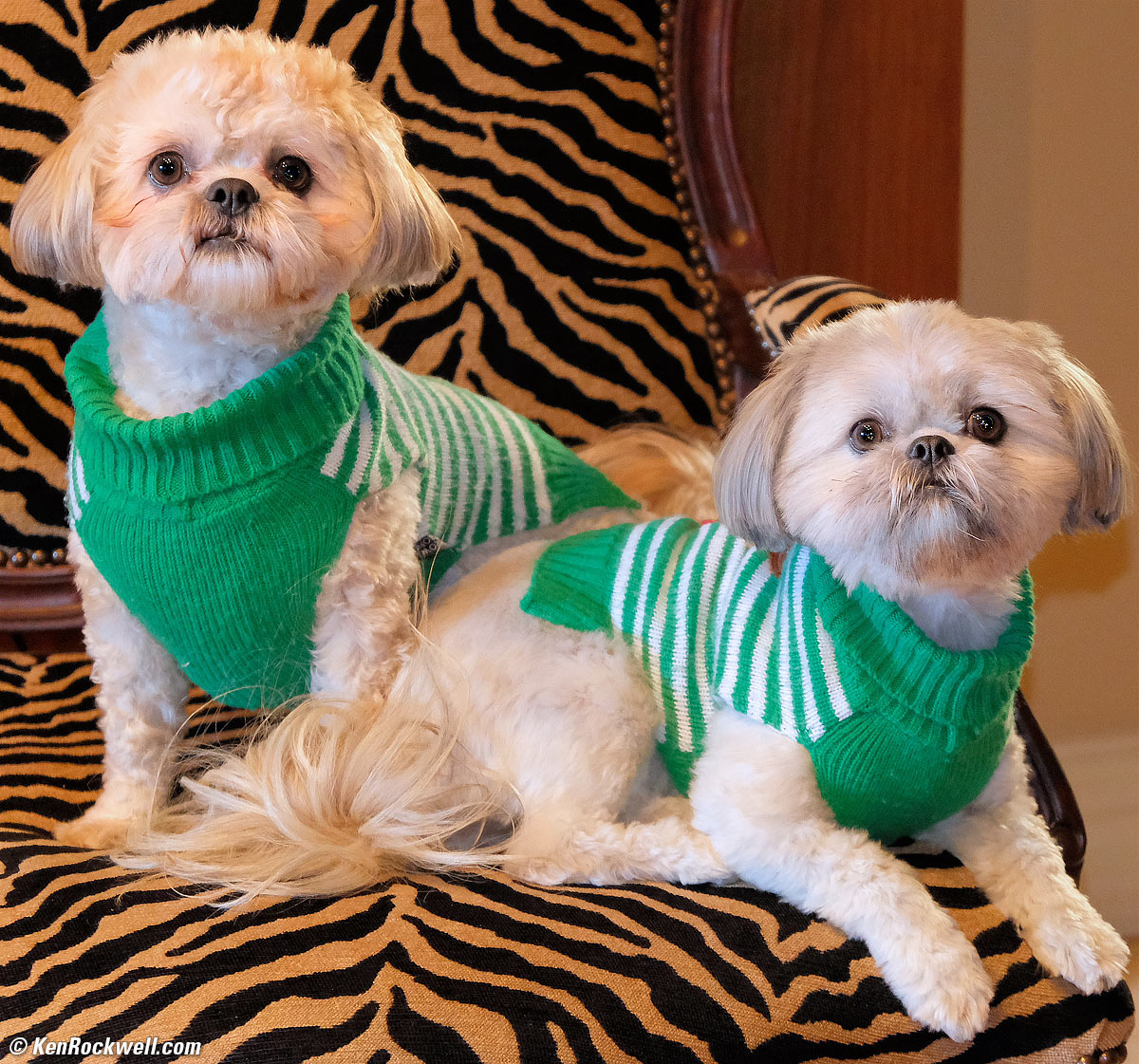 Sofie and Zoey in Christmas Sweaters