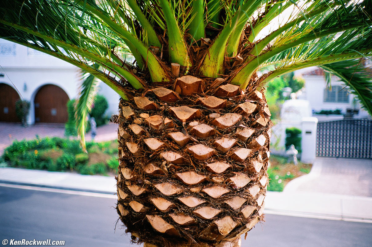 LEICA 50mm SUMMILUX-M Bokeh