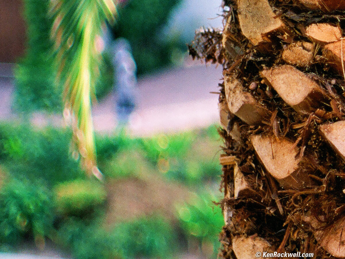 LEICA 50mm SUMMILUX-M Bokeh