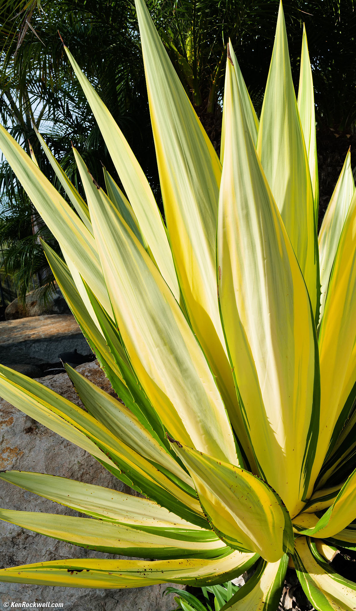 LEICA Q2 Sample Image File