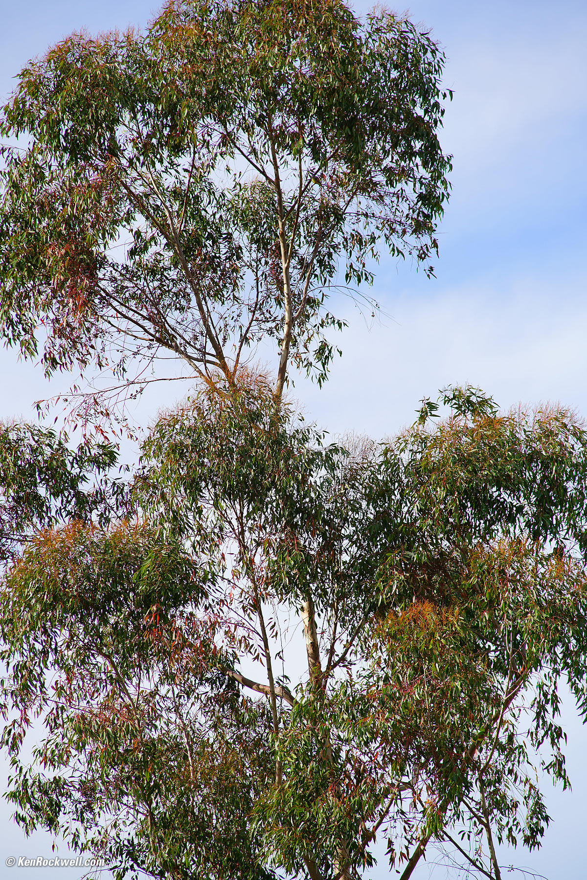 Minolta 80-200mm f/2.8 sample image