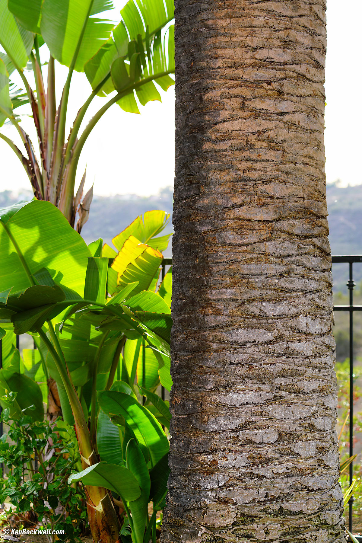 Minolta 80-200mm f/2.8 sample image