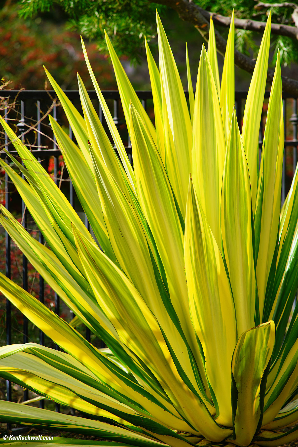 Minolta 80-200mm f/2.8 sample image