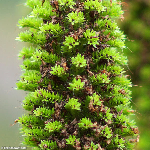 Dildoplant, 07 June 2013