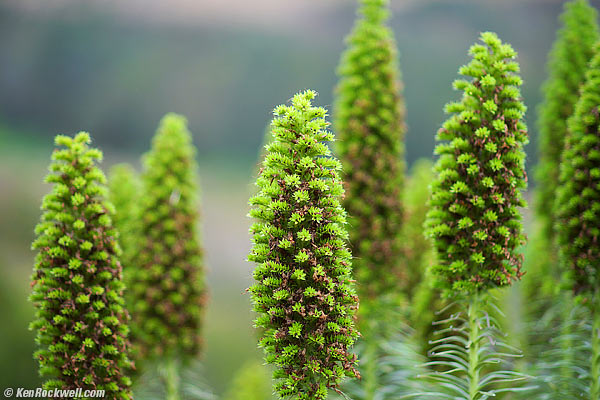 Dildoplant, 07 June 2013